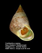 Cantharidus opalus
